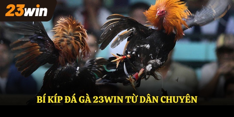 Bí kíp đá gà 23win từ dân chuyên
